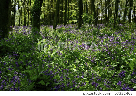 Murasaki Hanana growing in clumps in a thicket Murasaki Hanana growing in clumps in a thicket 93332463