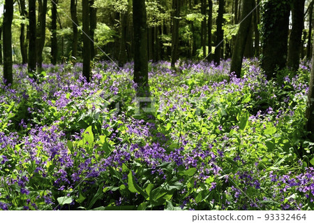 叢叢叢生的紫菜花 93332464