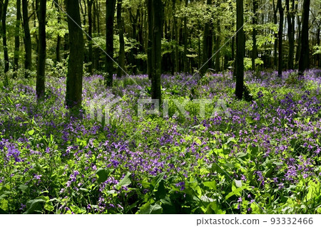 叢叢叢生的紫菜花 93332466