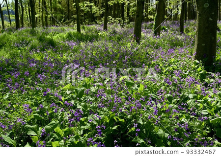 叢叢叢生的紫菜花 叢叢叢生的紫菜花 93332467