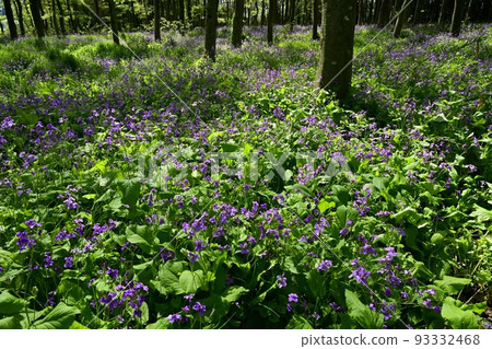 Murasaki Hanana growing in clumps in a thicket 93332468