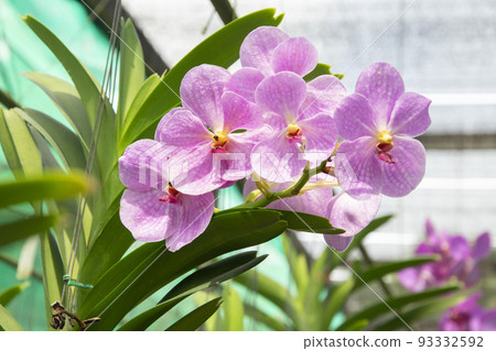 Beautiful purple orchids flower in garden 93332592