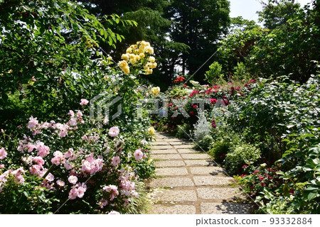 Yokohama City Minato-no-Mieru Oka Park Rose Garden and Walking Path Yokohama City Minato-no-Mieru Oka Park Rose Garden and Walking Path 93332884