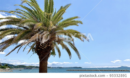 Palm trees and blue sky [Kira Waikiki Beach Miyazaki Beach / Nishio City, Aichi Prefecture] 93332891