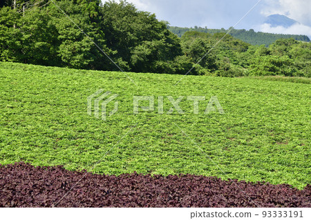 Shoot the scenery of Tokibatake, a raw material for Chinese herbal medicine, in Morimachi, Hokkaido in summer Shoot the scenery of Tokibatake, a raw material for Chinese herbal medicine, in Morimachi, Hokkaido in summer 93333191
