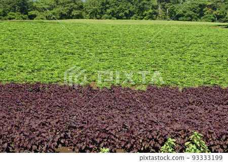 Shoot the scenery of Tokibatake, a raw material for Chinese herbal medicine, in Morimachi, Hokkaido in summer Shoot the scenery of Tokibatake, a raw material for Chinese herbal medicine, in Morimachi, Hokkaido in summer 93333199