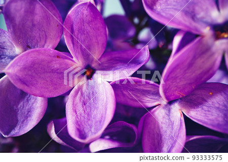 Macro image of spring lilac violet flowers 93333575