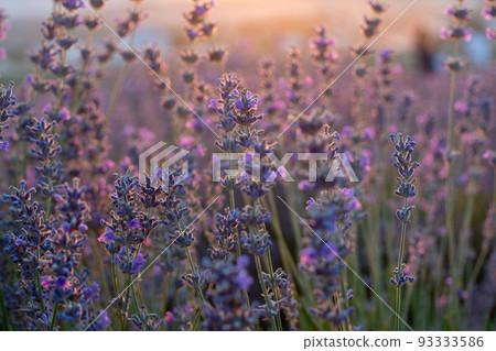 Beautiful sunset in the lavender fields 93333586