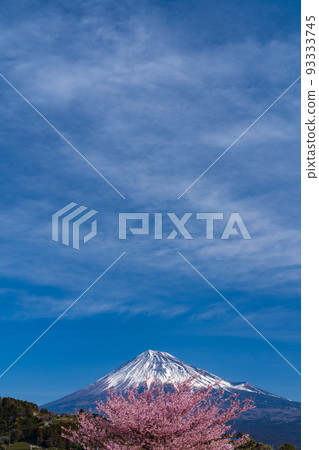 河津櫻和富士山 河津櫻和富士山 93333745