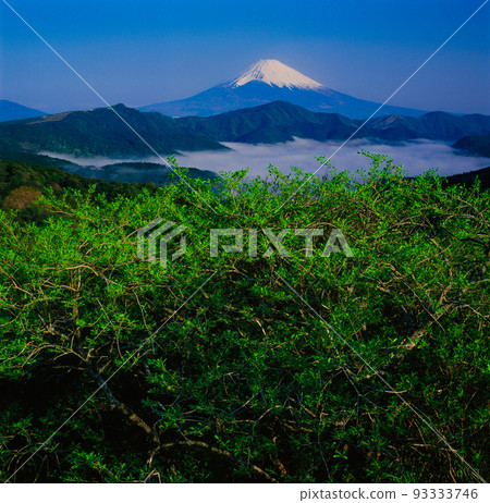 新鮮的綠色和雲海蘆之湖和富士山 新鮮的綠色和雲海蘆之湖和富士山 93333746