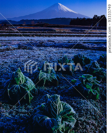 初穗白菜田和富士山 初穗白菜田和富士山 93333749