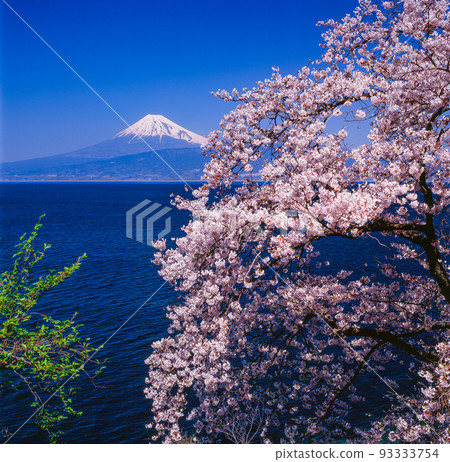 Cherry blossoms and Mount Fuji from Nishiizu Cherry blossoms and Mount Fuji from Nishiizu 93333754