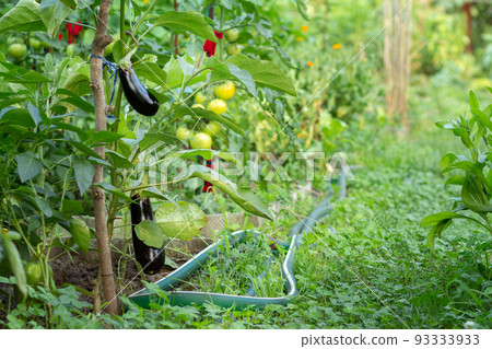 Eggplants growing on bush in the garden. Eggplants growing on bush in the garden. 93333933