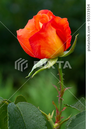Bud of red rose with blurred green background. Bud of red rose with blurred green background. 93333934