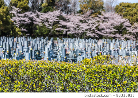 A cemetery view of cherry blossoms in full bloom A cemetery view of cherry blossoms in full bloom 93333935