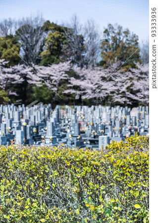 A cemetery view of cherry blossoms in full bloom A cemetery view of cherry blossoms in full bloom 93333936