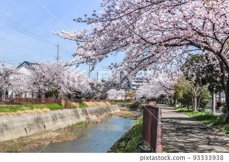 Ogigawa with cherry blossom trees in full bloom Ogigawa with cherry blossom trees in full bloom 93333938