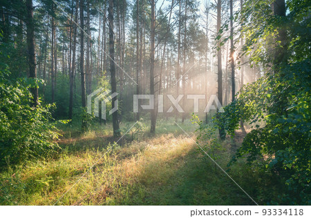 Early morning in the forest, the sun's rays break through the branches of trees glowing in the morning fog 93334118