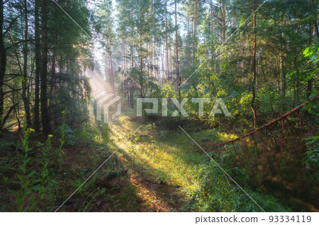 Early morning in the forest, the sun's rays break through the branches of trees glowing in the morning fog 93334119