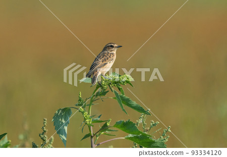 The Whinchat or Saxicola ruberta bird sits on a green weeds 93334120