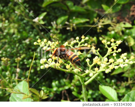 來到芥菜的“姬蜂” 93334300