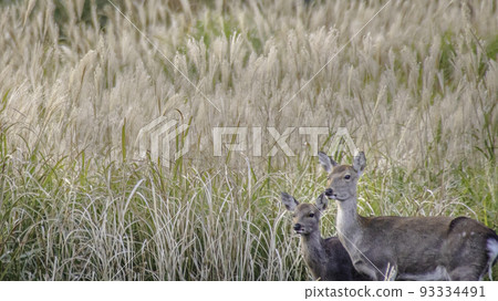 芒和鹿父母和孩子 93334491