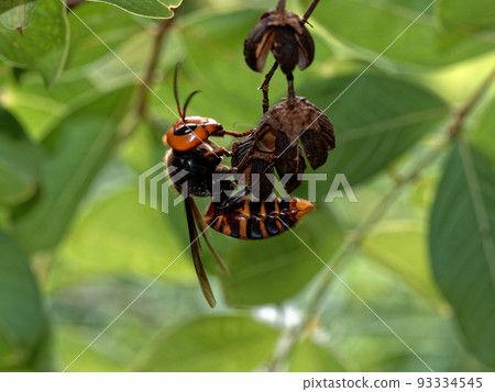 黃蜂科大黃蜂♀ 93334545