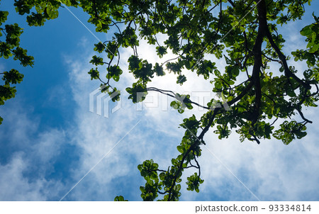 View up through the oak branches to the blue summer sky with clouds. 93334814