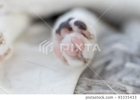 Cute paws Kijitora cat Cute paws Kijitora cat 93335433