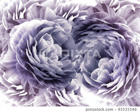 Floral vintage white-purple background. A bouquet of white-blue roses flowers. Close-up. floral collage. Flower composition. Nature. Floral vintage white-purple background. A bouquet of white-blue roses flowers. Close-up. floral collage. Flower composition. Nature. 93335548