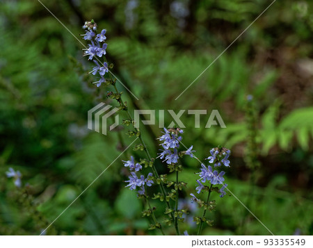 Flowering of mountain wild grass Shimajita Murasou in autumn Flowering of mountain wild grass Shimajita Murasou in autumn 93335549