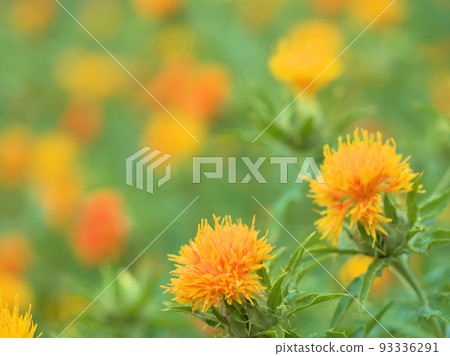 "Safflower" blooming in July 93336291