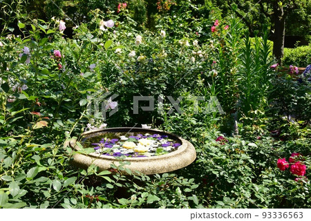 Yokohama City Minato-no-Mieruoka Park Rose Garden Rose Flower 93336563