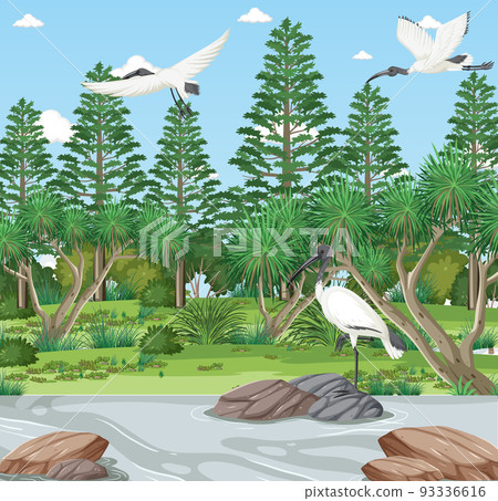 Australian white ibis in the forest Australian white ibis in the forest 93336616