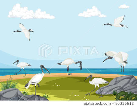 Australian white ibis group in wetland landscape Australian white ibis group in wetland landscape 93336618