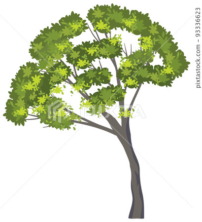 Isolated tree on white background Isolated tree on white background 93336623