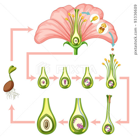 Diagram showing fertilization in flower 93336689