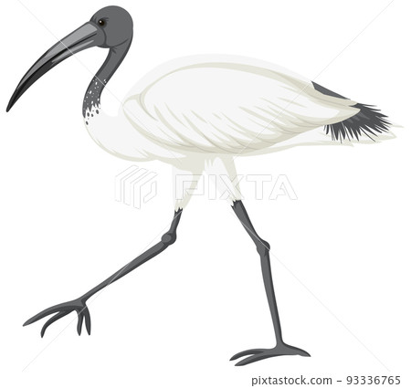 Australian white ibis isolated 93336765