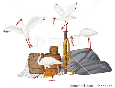American white ibis group American white ibis group 93336766