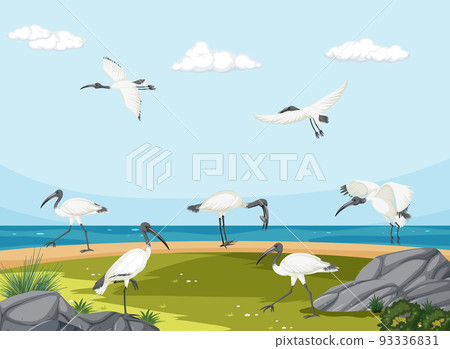 Australian white ibis group in wetland landscape Australian white ibis group in wetland landscape 93336831