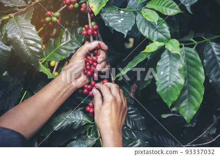 Man Hands harvest coffee bean ripe Red berries plant fresh seed coffee tree growth in green eco organic farm. Close up hands harvest red ripe coffee seed robusta arabica berry harvesting coffee farm 93337032
