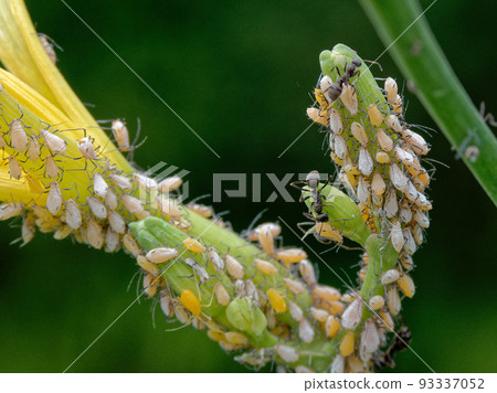 Symbiosis of aphids and ants Symbiosis of aphids and ants 93337052