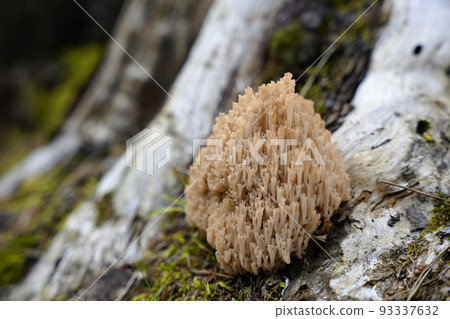 A picture of a Fusahime Houkitake growing on the roots of a tree A picture of a Fusahime Houkitake growing on the roots of a tree 93337632