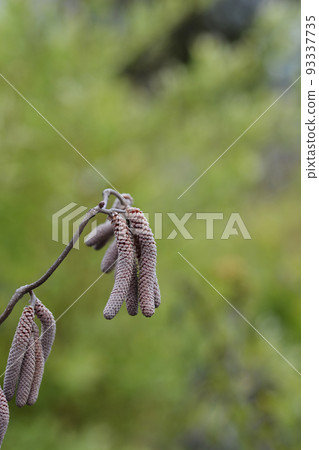 Hazel Red Majestic 93337735