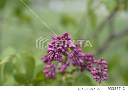 Lilac Esther Staley Lilac Esther Staley 93337742