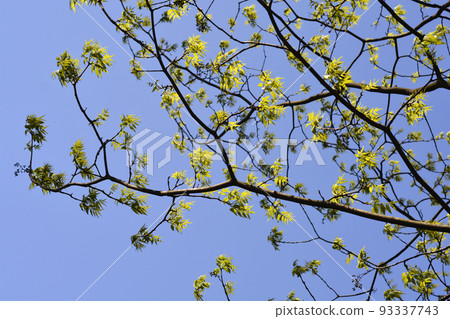 Amur cork tree Amur cork tree 93337743