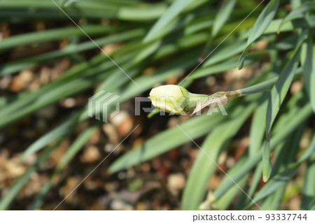 Double Daffodil Flower Drift Double Daffodil Flower Drift 93337744