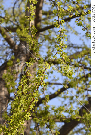 Ginkgo leaves Ginkgo leaves 93337745