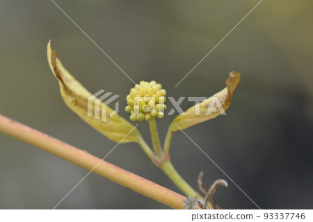 Dogwood Winter Beauty Dogwood Winter Beauty 93337746