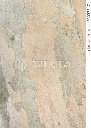 London plane 93337747